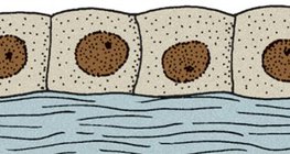 Κυβοειδές επιθήλιο