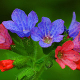 Lungwort