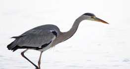 Grey heron