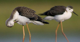 Black-winged stilts
