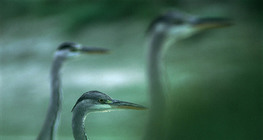 Grey herons