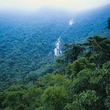 Τροπικό δάσος