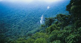 Τροπικό δάσος