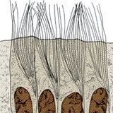 Ciliated columnar epithelium