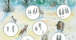Ίχνη ζώων στο χιόνι