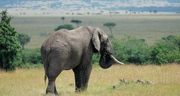 Ελέφαντας στην σαβάνα