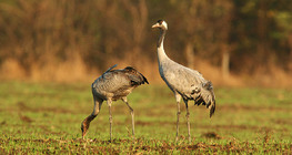 Common cranes