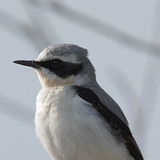 Σταχτοπετρόκλης