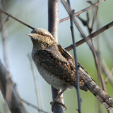 Eurasian wryneck