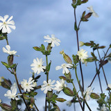 White campion