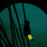 πυγολαμπίδα