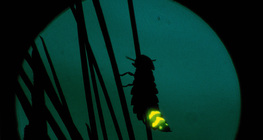 πυγολαμπίδα