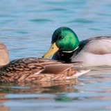 Mallard ducks