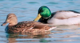 Mallard ducks