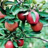 Starking Delicious apple