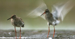 Redshanks
