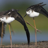 Juvenile Black-winged stilts