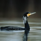 Cormorant