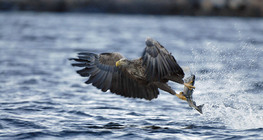 White-tailed eagle fishing