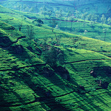 Tea plantation