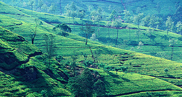 Tea plantation