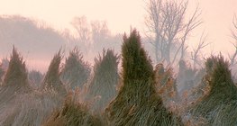 Καλαμιές σε δέσμες μετά την κοπή