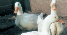 Domestic ducks