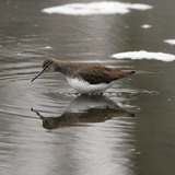 Green sandpiper