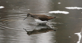 Green sandpiper