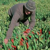 Paprika harvest