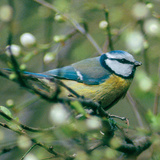 Eurasian blue tit
