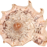 Μαργαριτοφόρος