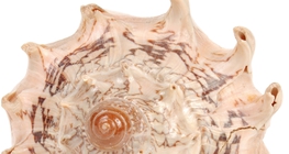 Μαργαριτοφόρος