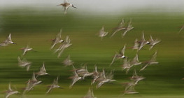 Flying waders