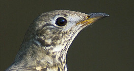 Κελαηδότσιχλα