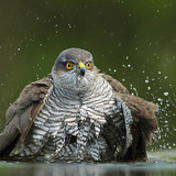Northern Goshawk bathing