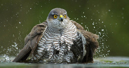Northern Goshawk bathing