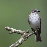 Spotted flycatcher