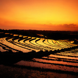 Rice terraces in Bali