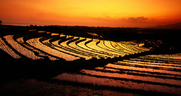 Rice terraces in Bali