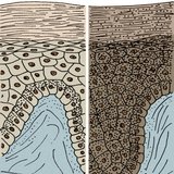 Skin of black and white people