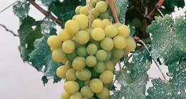 Table grapes
