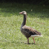 Greylag goose