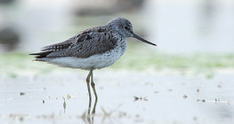 Common greenshank