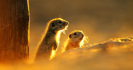 European ground squirrel