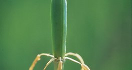 A tulip after fertilization