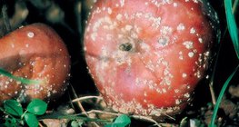 Monilinia-infested apples