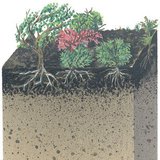 Τομή εδάφους στην τάιγκα