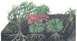 Τομή εδάφους στην τάιγκα