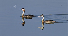 Great crested grebe adult and juvenile